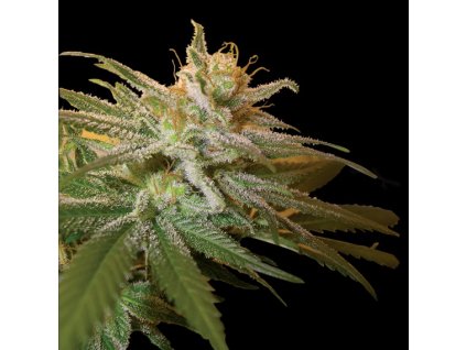 DNA Genetics Kushberry feminizovaná