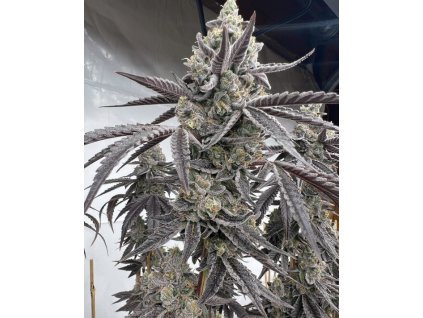 banana clipz 570x713