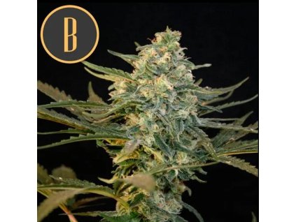 Blimburn Seeds Guanabana, feminized, 6ks
