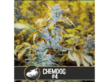 Blimburn Seeds Chemdog#4,  feminized, VÝPRODEJ