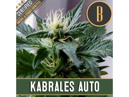 Blimburn Seeds Kabrales Auto, feminized autoflowering, 6ks