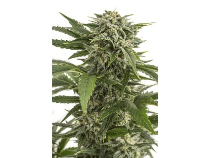 Dinafem Bubba Kush,  feminized, VÝPRODEJ