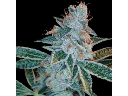 DNA Genetics Lemon OG Kush feminizovaná