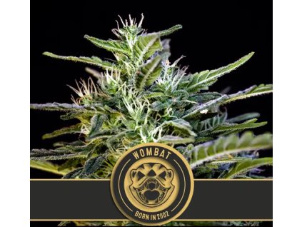 Blimburn Seeds Wombat, feminized, 3ks
