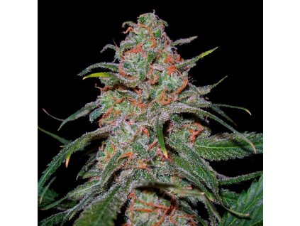 DNA Genetics Lemon Skunk feminizovaná