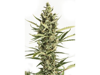 Dinafem Amnesia XXL Auto, feminized autoflowering, 10ks