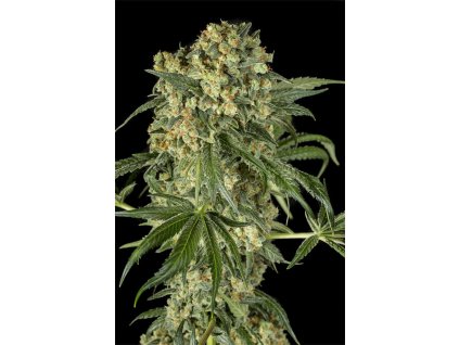 Dinafem Big Kush, feminized, 3ks