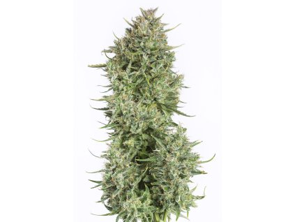 Dinafem Blue Kush Auto, feminized autoflowering, 10ks