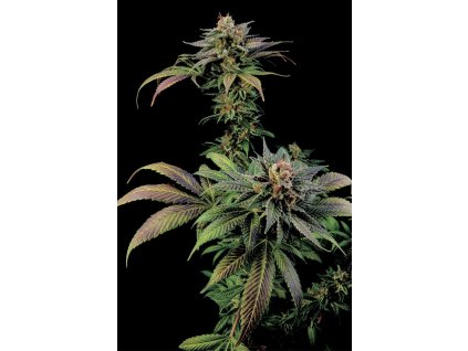 Dinafem Blue Widow,  feminized, VÝPRODEJ