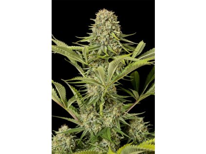 Dinafem Critical Jack, feminized, 5ks
