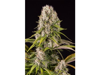 Dinafem Diesel, feminized, 10ks