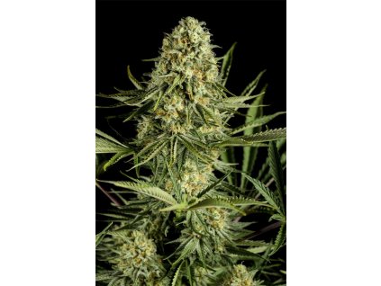 Dinafem Critical Cheese, feminized, 5ks