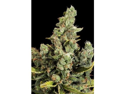 Dinafem Cheese, feminized, 10ks