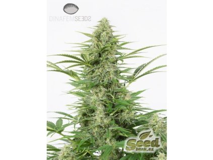 Dinafem Dinamex Autoflowering, feminized autoflowering, 10ks