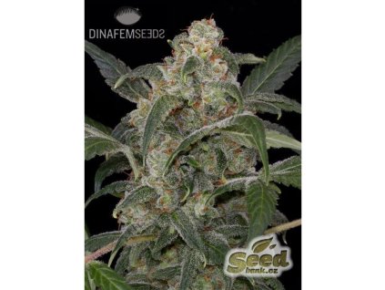 Dinafem Haze 2.0 Autoflowering,  feminized autoflowering, VÝPRODEJ