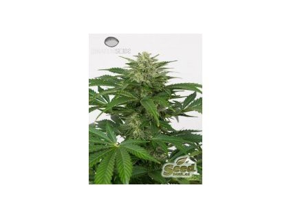 Dinafem Haze Autoflowering CBD, feminized autoflowering, 10ks