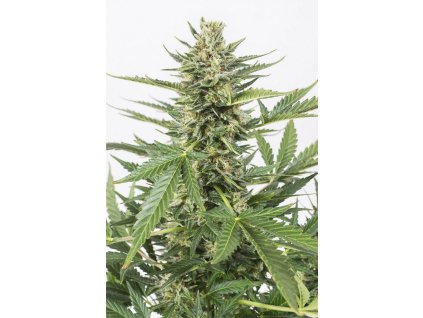 Dinafem Cheese XXL Auto, feminized autoflowering, 10ks