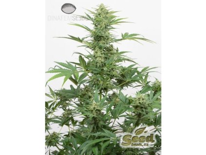 Dinafem Industrial Plant Autoflowering CBD, feminized autoflowering, 10ks