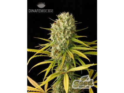 Dinafem Original Amnesia, feminized, 10ks