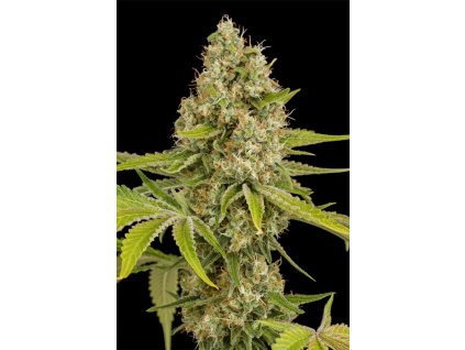 Dinafem OG Kush, feminized, 3ks