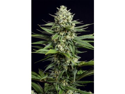 Dinafem OG Kush CBD, feminized, 3ks
