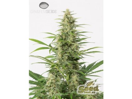 Dinafem Sour Diesel Autoflowering, feminized autoflowering, 10ks