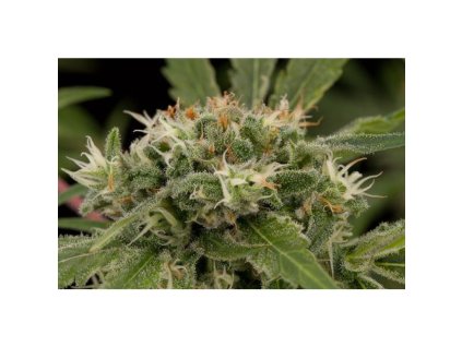Dinafem Original Strawberry Cough, feminized, 5ks