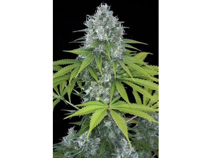 Dinafem Power Kush, feminized, 5ks