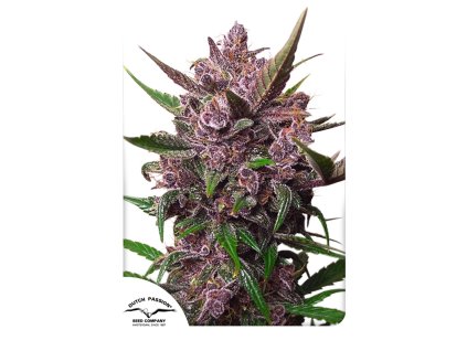 Dutch Passion Auto Blackberry Kush, feminized autoflowering, 7ks