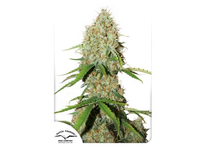 Dutch Passion Auto Brooklyn Sunrise, feminized autoflowering, 3ks