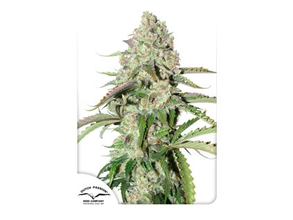 Dutch Passion Auto Colorado Cookies, feminized autoflowering, 3ks
