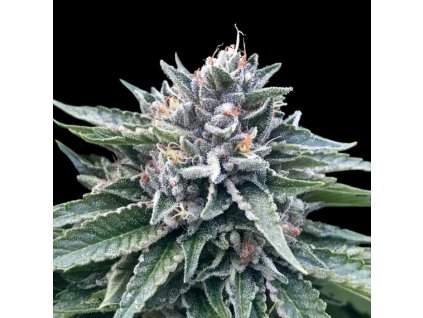 dna genetics sorbet 4 2