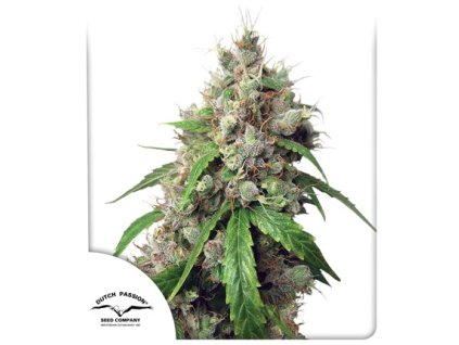 Dutch Passion Auto Euforia, feminized autoflowering, 3ks