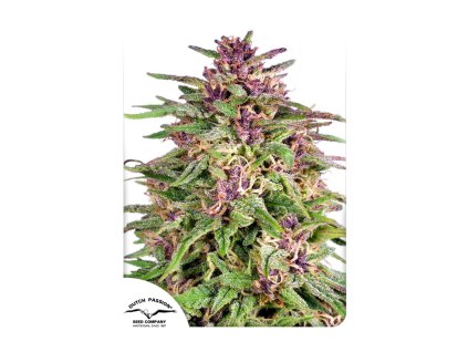 Dutch Passion Auto Frisian Dew, feminized autoflowering, 7ks