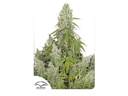 Dutch Passion Auto Ultimate, feminized autoflowering, 3ks