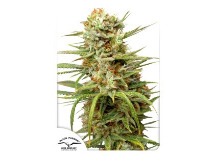 Dutch Passion Auto White Widow, feminized autoflowering, 7ks