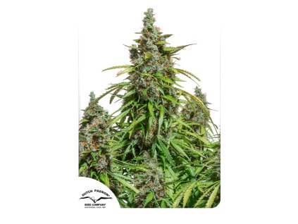 Dutch Passion Blue Auto Mazar, feminized autoflowering, 7ks