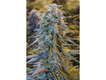 Humboldt Seeds Blue Dream,  feminized, VÝPRODEJ