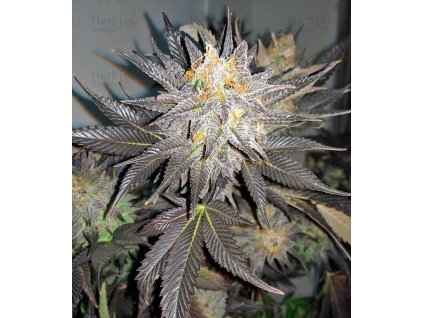 Dutch Passion Blue Velvet, feminized, 10ks