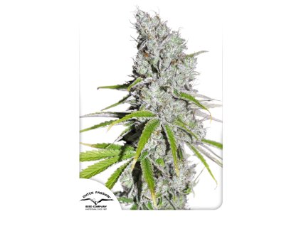 Dutch Passion CBD SkunkHaze, feminized, 10ks