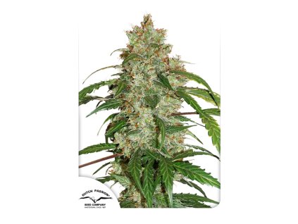 Dutch Passion CBD Auto White Widow,  feminized autoflowering, VÝPRODEJ