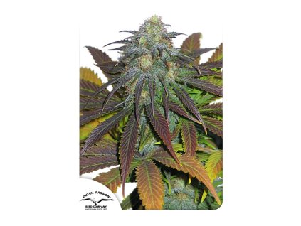 Dutch Passion Californian Orange, feminized, 10ks