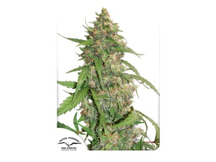 Dutch Passion CBD ComPassion, feminized, 10ks