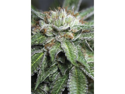 Humboldt Seeds Bubba Kush,  feminized, VÝPRODEJ