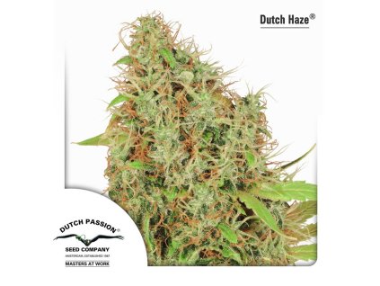 Dutch Passion Dutch Haze, feminized, 10ks