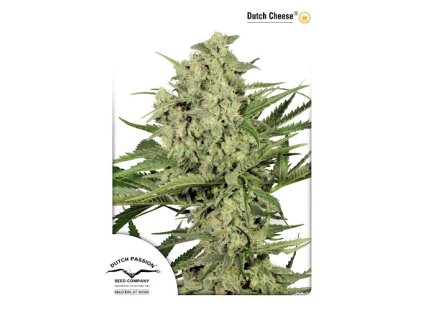 Dutch Passion Dutch Cheese, feminized, 10ks