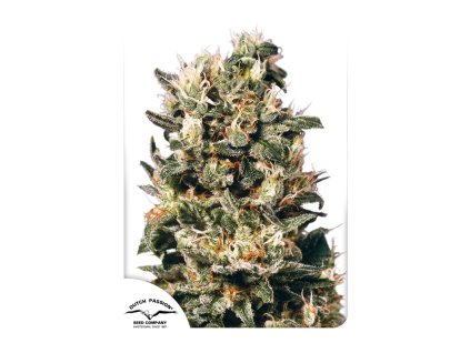 Dutch Passion Euforia, feminized, 10ks
