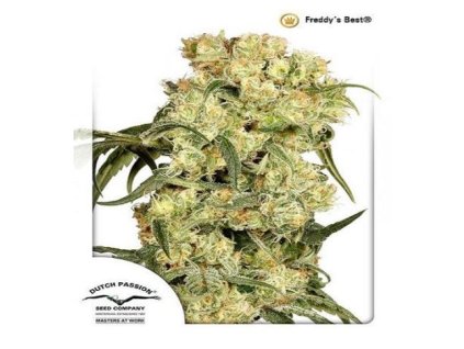 Dutch Passion Freddy´s Best, feminized, 10ks