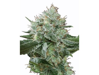 Dutch Passion Green Spirit, feminized, 10ks
