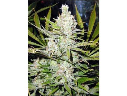 Hy-Pro Seeds Amnesia Haze,  regular, VÝPRODEJ